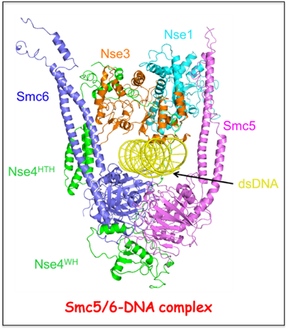 DNA-bound Smc5/6 complex