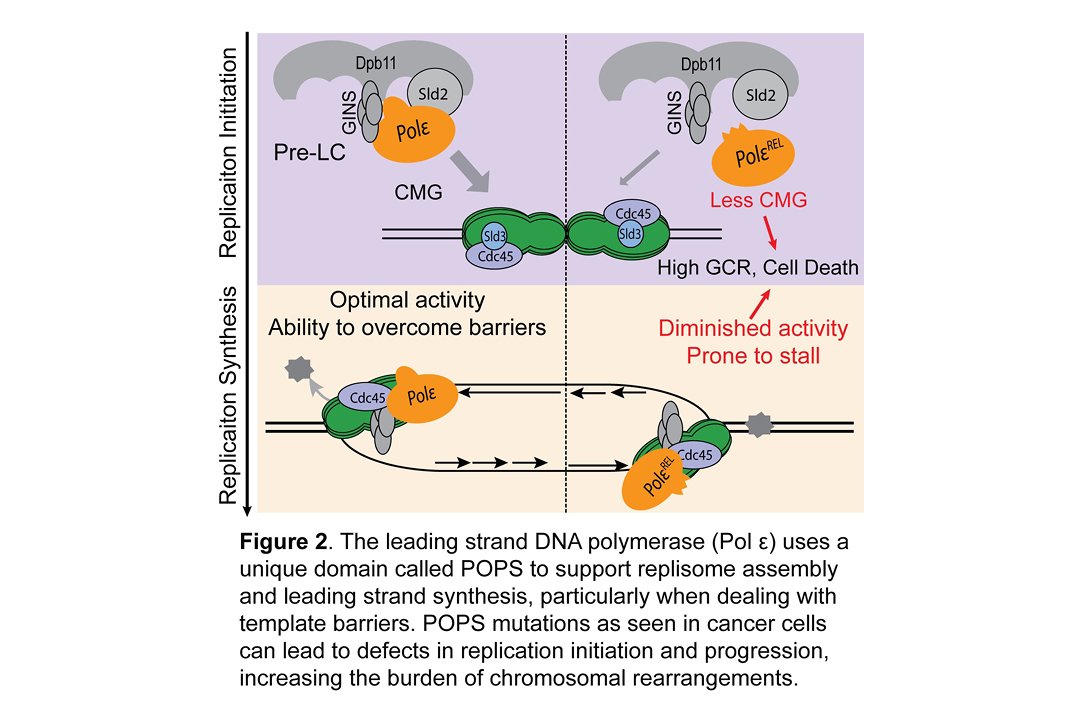 Figure 2. The leading strand DNA polymerase uses (Pol epsilon) uses a unique domain called POPS to support replisome assembly and leading strand synthesis, particularly when dealing with template barriers. POPS mutations as seen in cancer cells can lead to defects in replication inititation and progression, increasing the burden of chromosomal rearrangements.