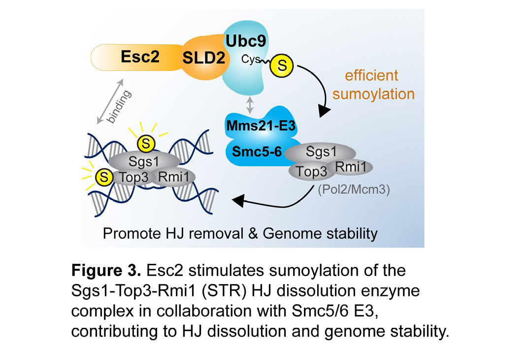 Figure 3. Esc2 stimulates sumoylation of the Sgs1-Top3-Rmi1 (STR) HJ dissolution enzyme complex in collaboration with Smc5/6 E3, contributing to HJ dissolution and genome stability.