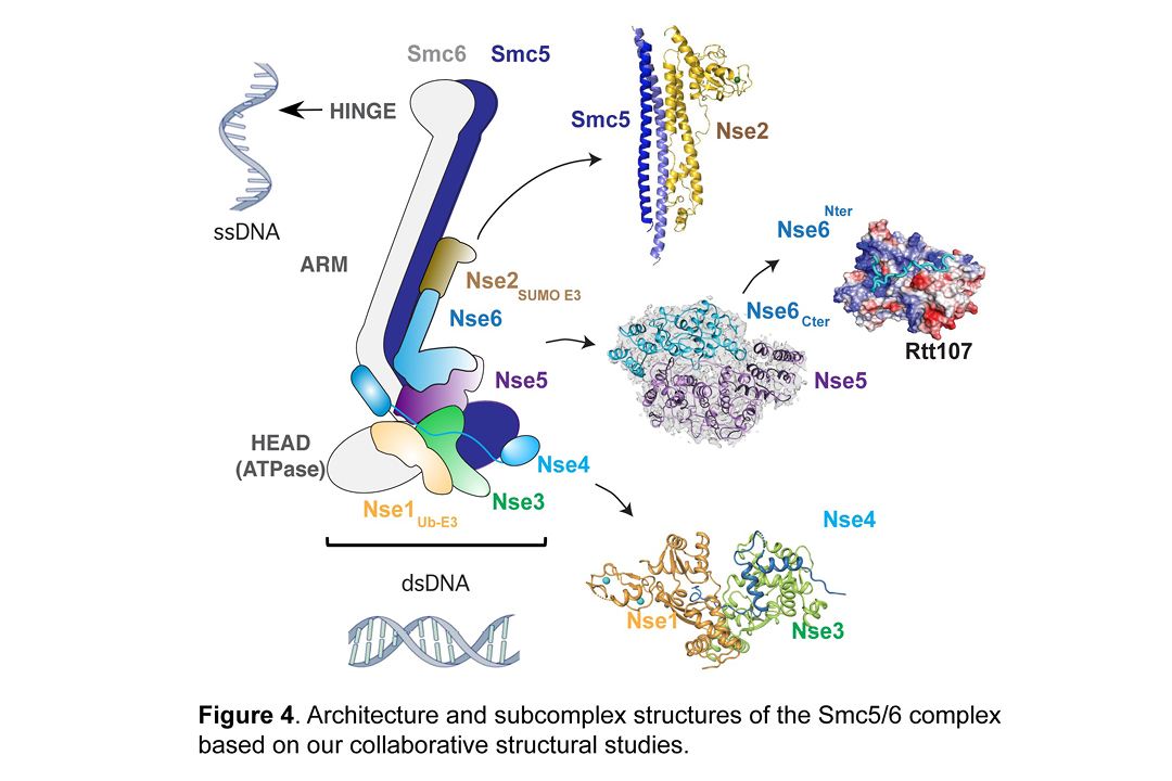 Figure 4. Architecture and subcomplex structures of the Smc5/6 complex based on our collaborative structural studies.