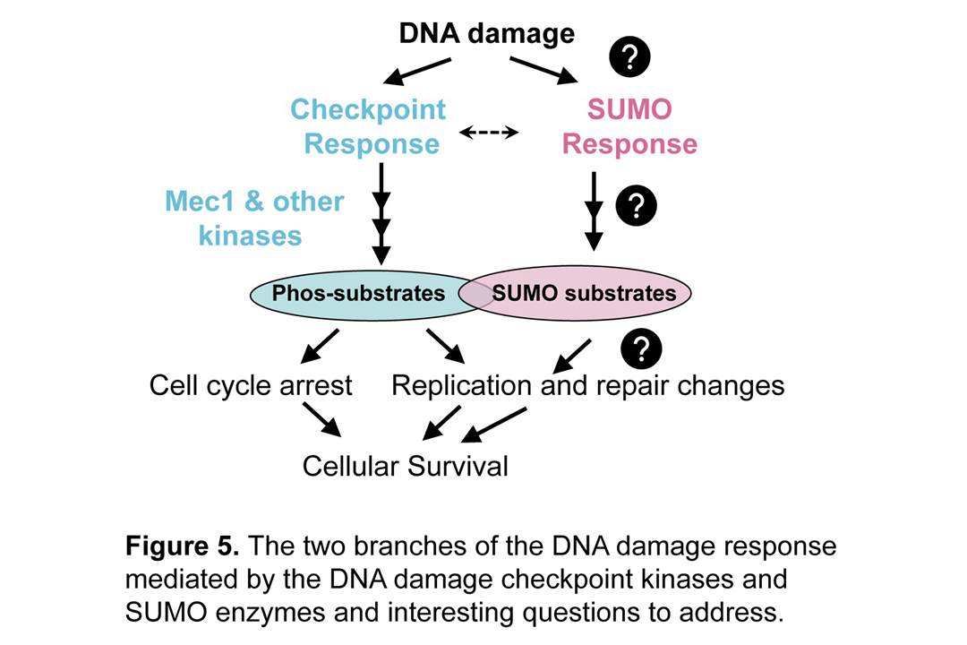 Figure 5. The two branches of the DNA damage response mediated by the DNA damage checkpoint kinases and SUMO enzymes and interesting questions to address.
