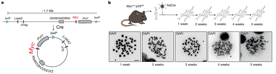 Engineered Extrachromosomal Oncogene Amplifications