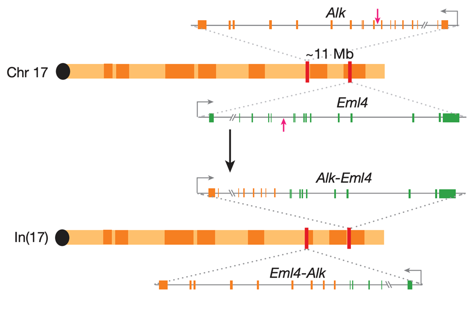 In vivo chromosome engineering using the CRISPR-Cas9 system