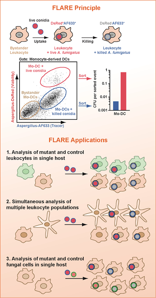 FLARE Principle 