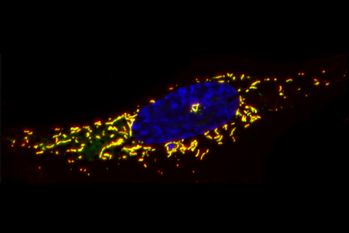 extra-nuclear genome