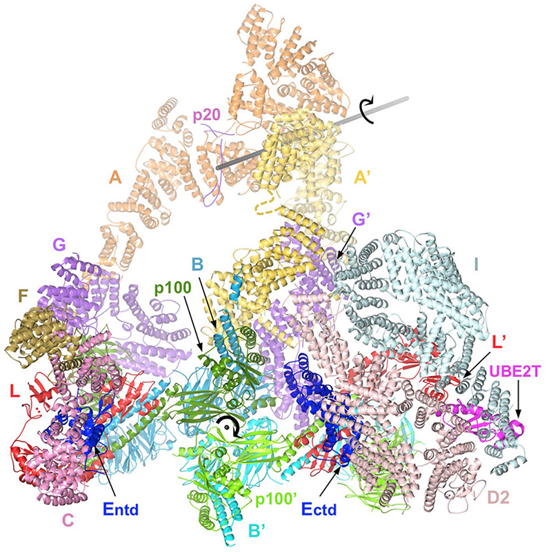 The ID clamp closing on DNA.