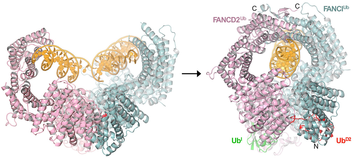 The ID clamp closing on DNA.