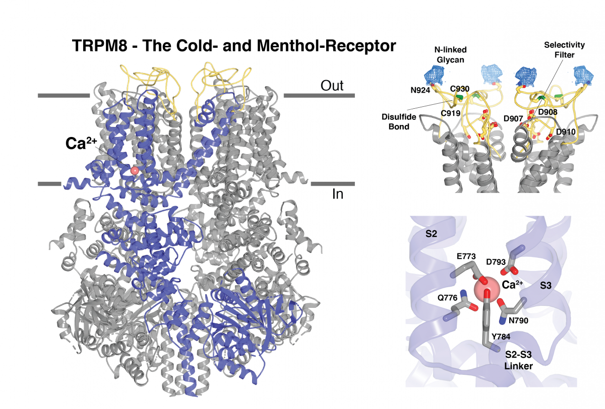 TRPM8 - The Cold- and Menthol-Receptor