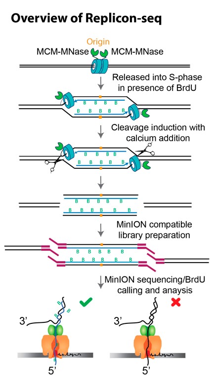 Overview of Replicon-seq