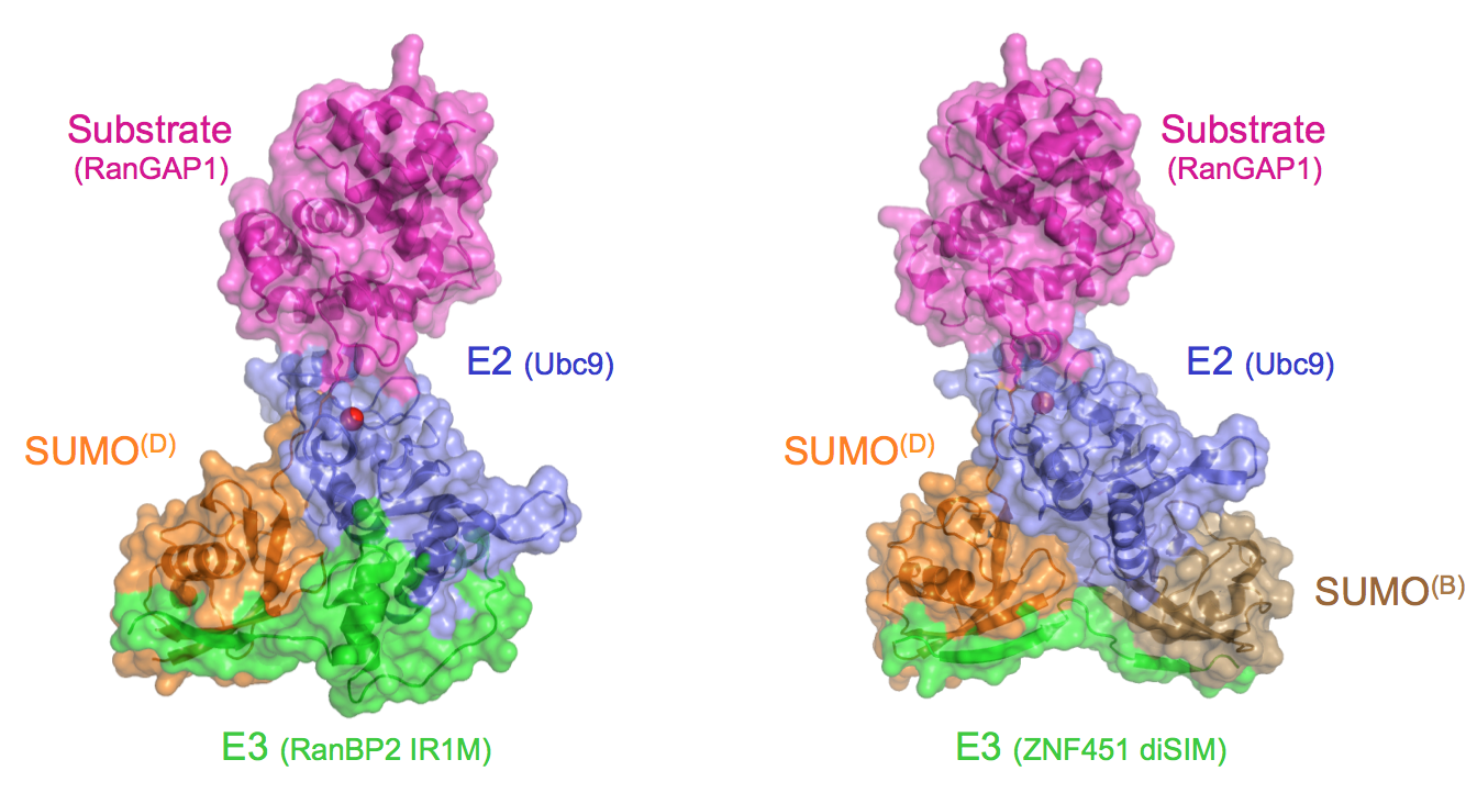 E2 recognition of RanGAP1 in complexes with SIM E3 ligases
