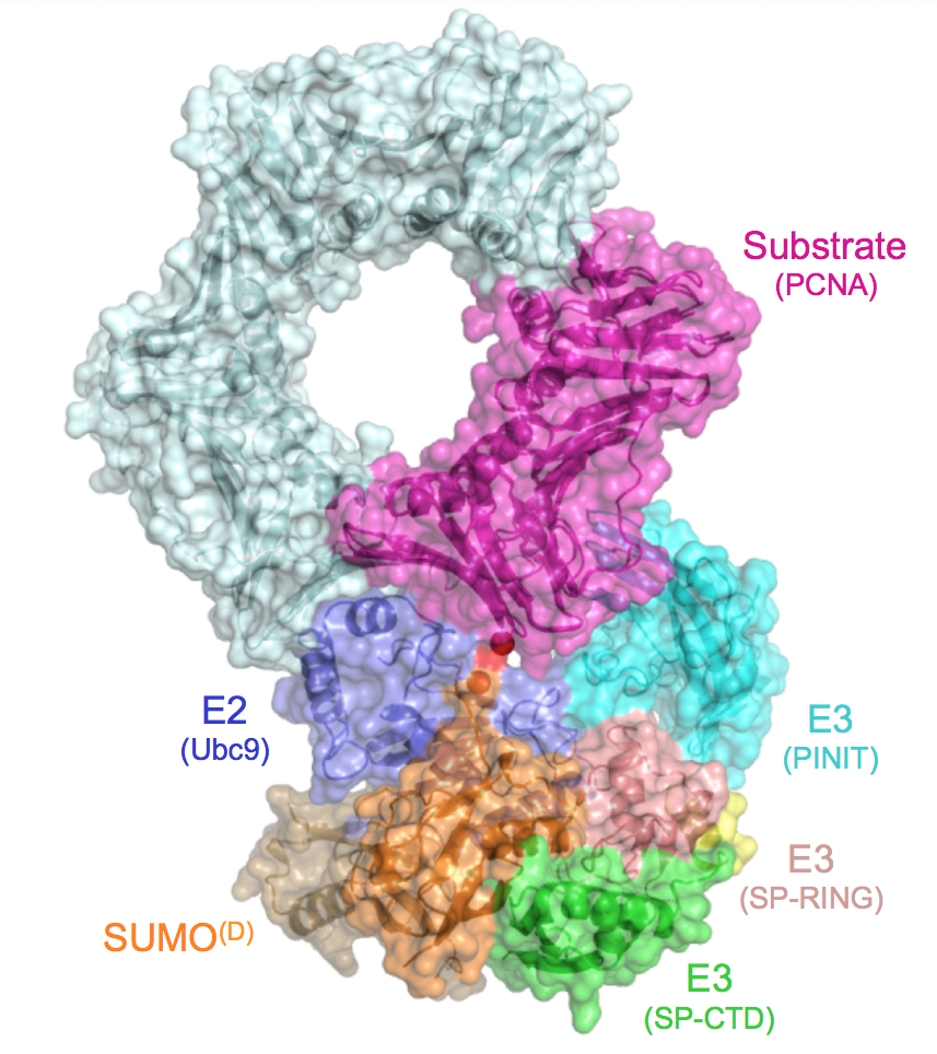 RING-type E3 ligase captured in complex with PCNA