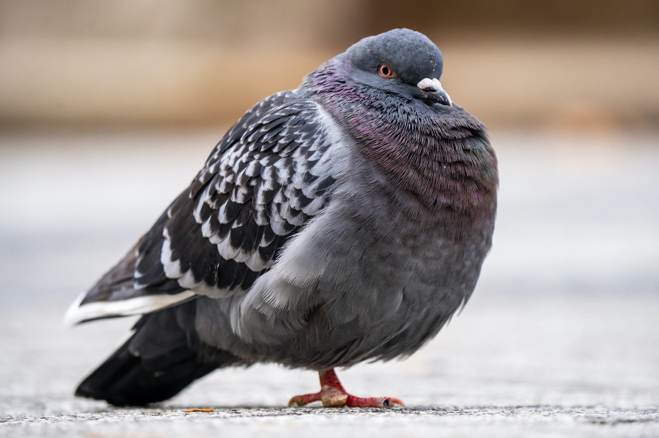 a pigeon