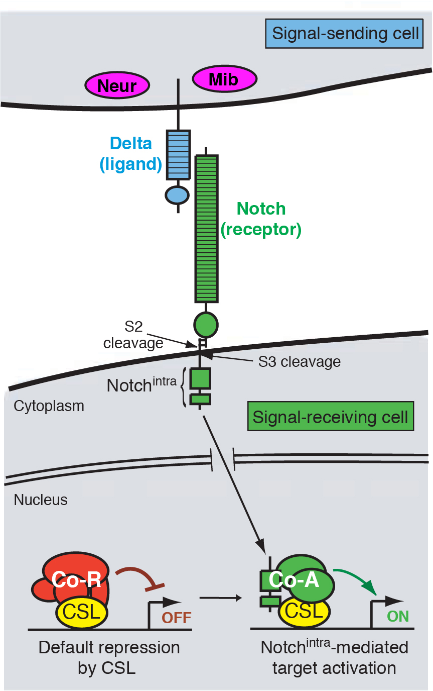 Figure 1 -- A highly simplified model of Notch signaling. Neur and Mib are E3 ubiquitin ligases that activate DSL ligands. Interaction between the extracellular domains of DSL and Notch triggers cleavage and release of the Notch intracellular domain (Nintra).