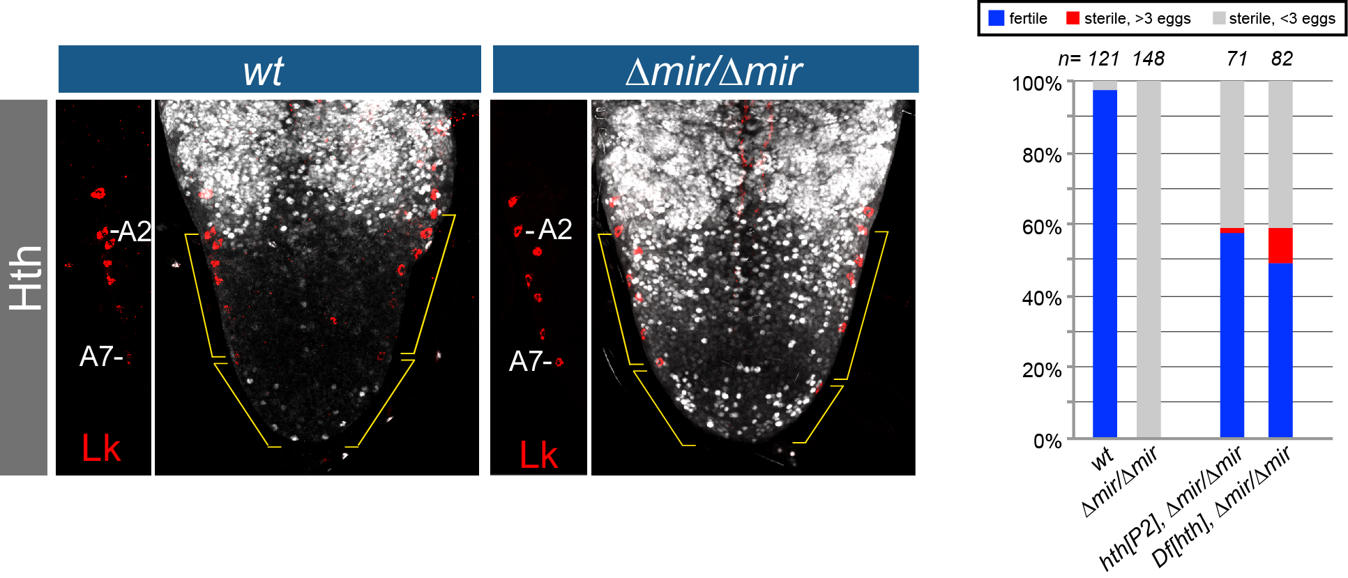 Figure 2. Stringent in vivo target regulation by a neural miRNA. (Left) Shown are abdominal ventral nerve cords in wildtype and knockout of mir-iab-4/8 (∆mir) stained for Lk (to register segments) and for the miRNA target Hth. There is massive derepression in the miRNA knockout. (Right) Behavioral defect in ∆mir is largely attributable to derepression of Hth. In contrast to wt, ∆mir almost completely fails to lay eggs after mating. Heterozygosity for hth, achieved by two different alleles, strongly rescues this defect. 