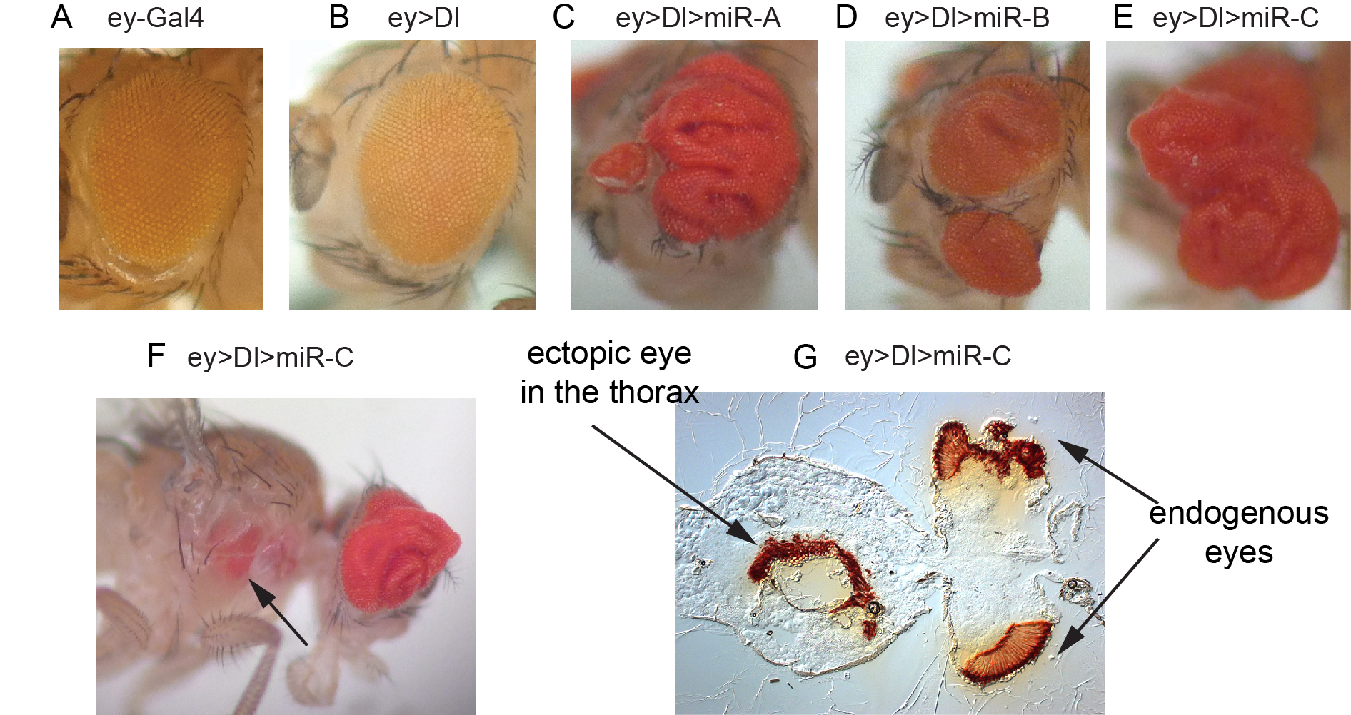 Figure 3. In vivo miRNA misexpression genetic screen. (A-E) Adult eyes that contain driver alone (A), express the Notch ligand Dl (B), or that coexpress Dl with different miRNAs that result in vast expansion of eye tissue (C-E). (F) Example of Dl-miRNA synergisms that yields migration of eye tissue to a distant location. (G) Sectioning confirm the presence of an ectopic eye in the thorax.