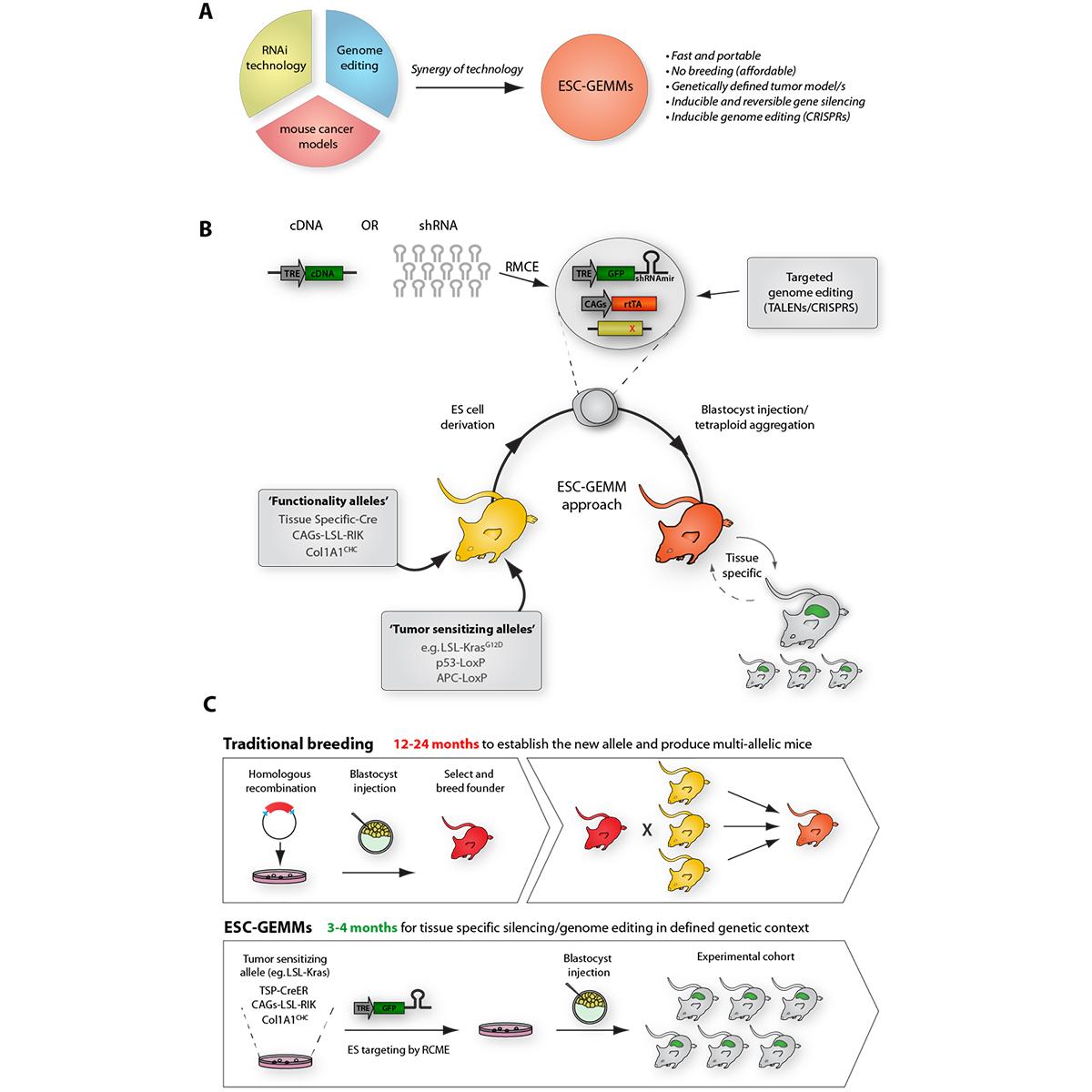 Figure 5. ESC-GEMM method speeds production of complex mouse models -- A) ESC-GEMM approach combines technology from different areas to produce fast and scalable mouse models of disease. B) Schematic representation of approach to generate multi-allelic ES cells carrying defined disease-sensitizing alleles. Additional genetic complexity (via shRNAs / genome editing) can be introduced during ESC culture. C) Comparison of the time for generation of complex mouse models using conventional and ESC-GEMM approach.