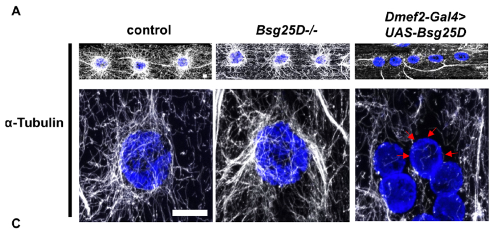 Overexpression of Bsg25D (Ninein) affects microtuble organization and myonuclear positioning in the Drosophila larval muscles.
