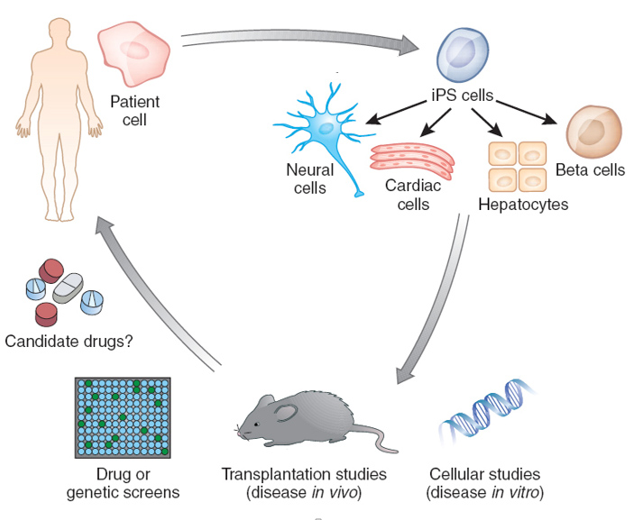 Disease Modeling