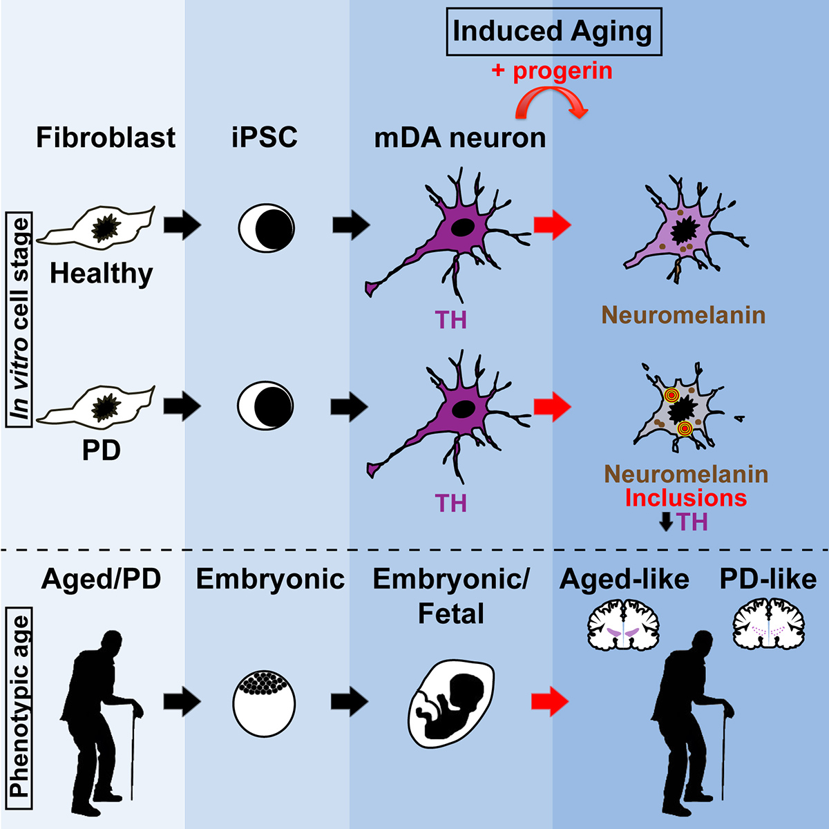 Induced Aging