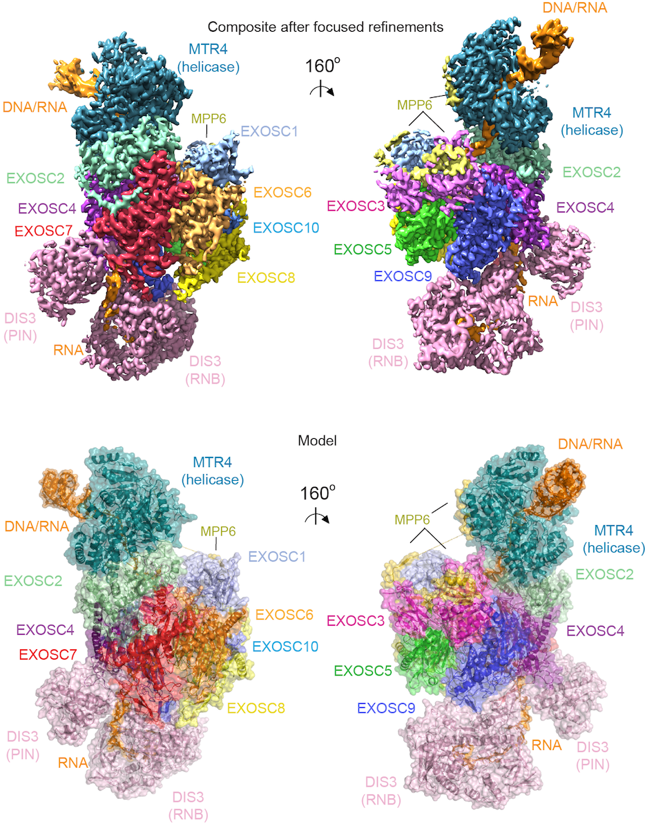 Cryo-EM densities and model for a human nuclear MTR4-exosome complex