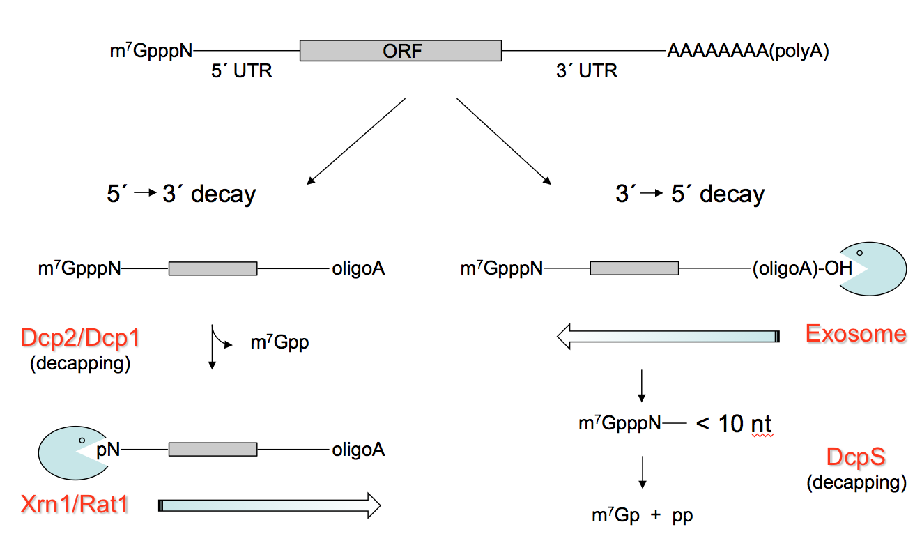 Deadenylation-dependent RNA decay in eukaryotes