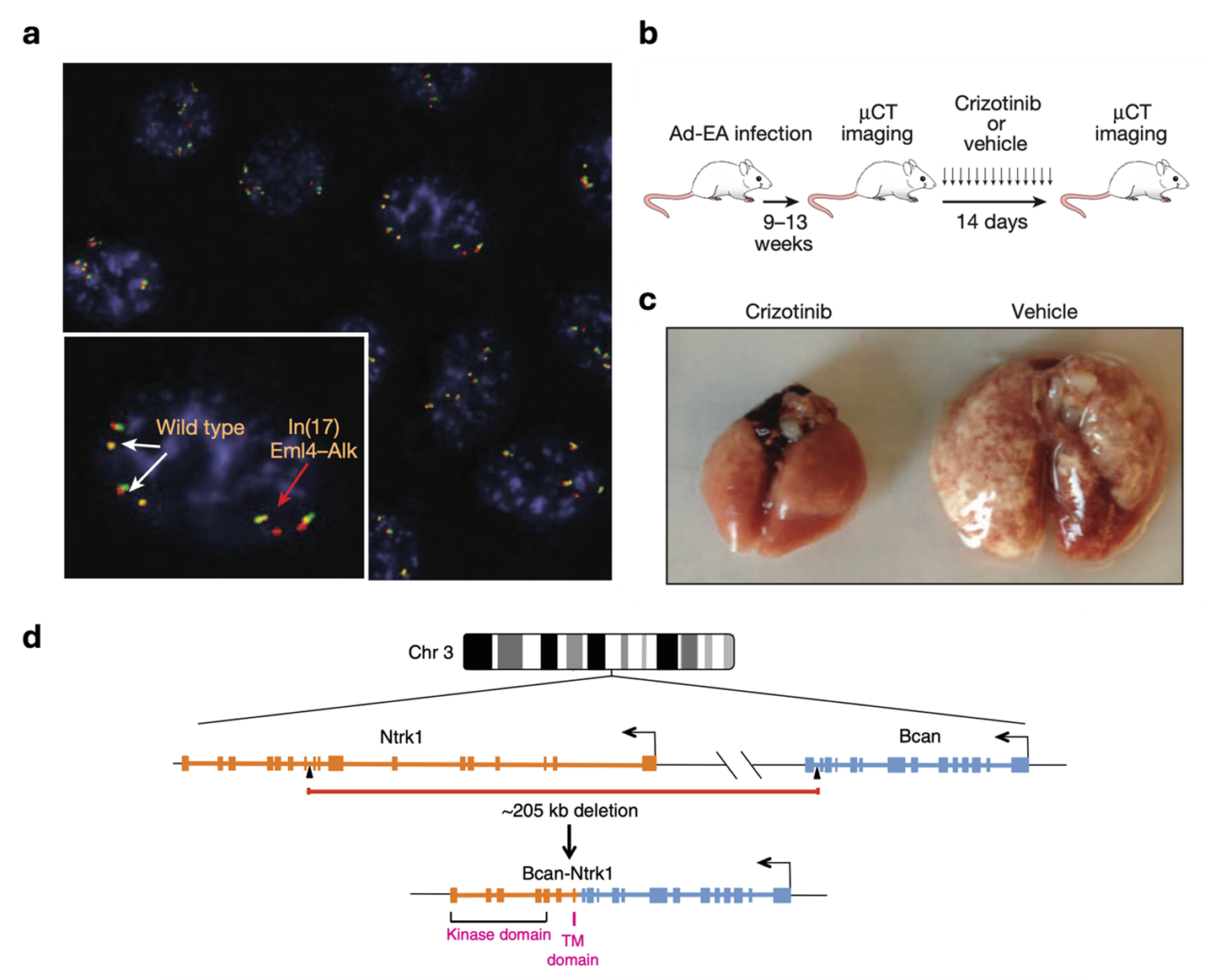 Figure | a, DNA FISH demonstrating wild-type