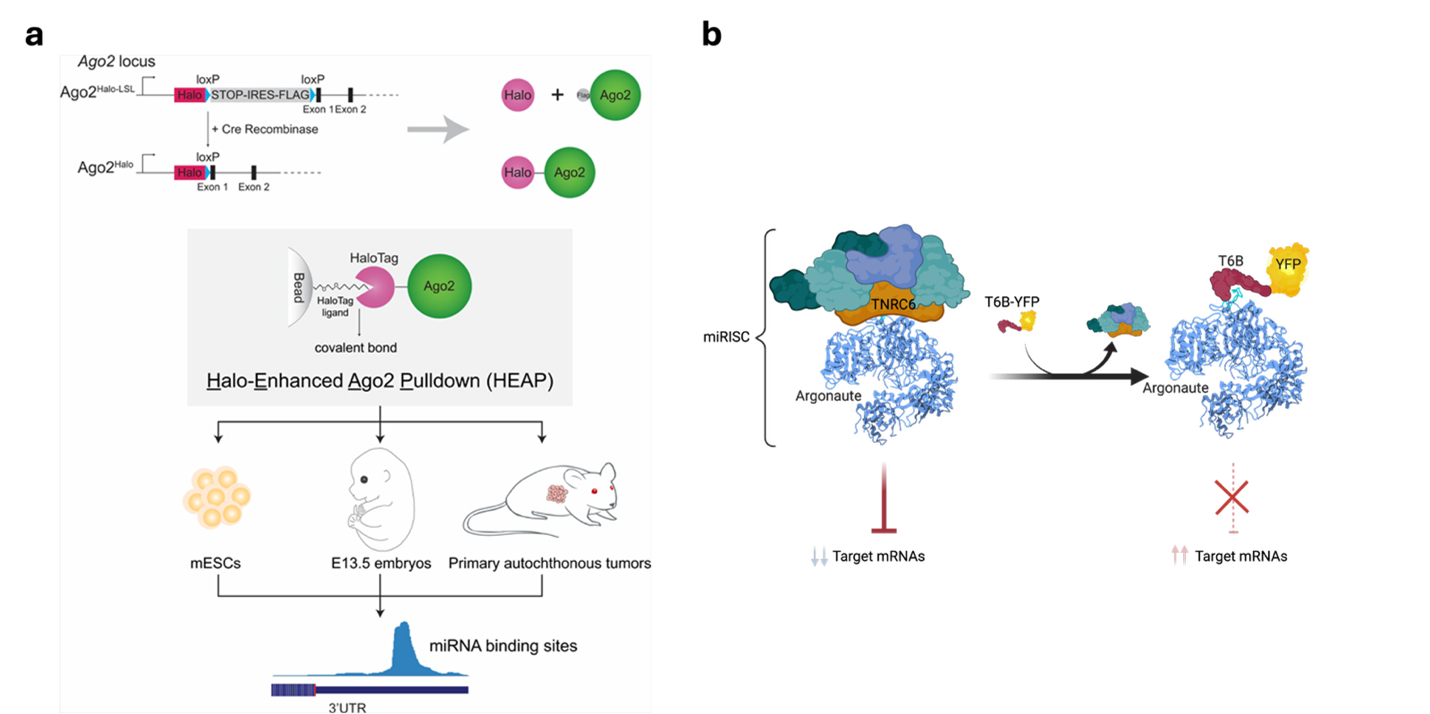 Figure | a, Schematic of the Halo-Ago2 and HEAP technology to profile miRNA binding sites genome-wide