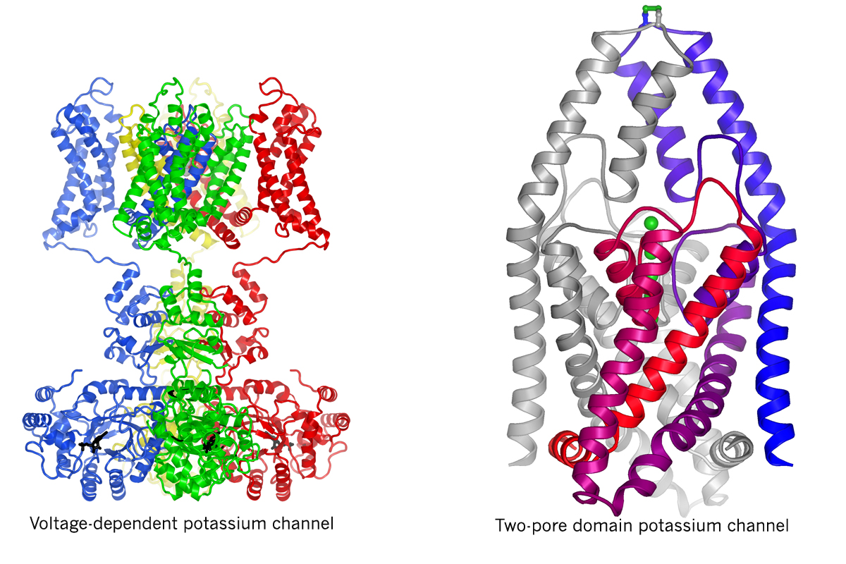 Voltage-dependent potassium channel and Two-pore domain potassium channel