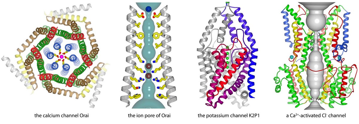 X-ray structures of eukaryotic calcium, potassium, and chloride channels determined in the lab