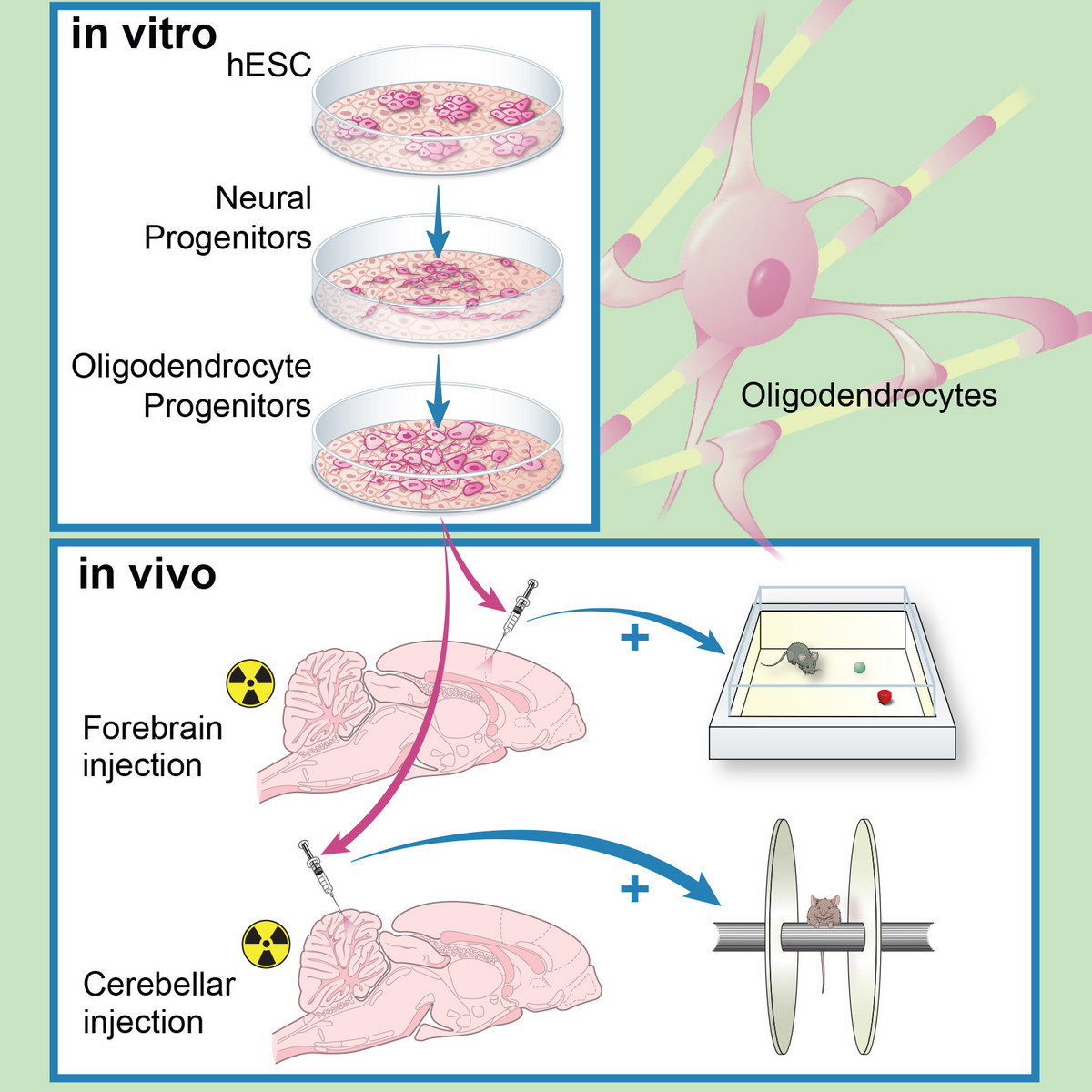 Human ES derived oligodendrocyte progenitors repair radiation-induced demyelination. Illustr. by Susan Weil.