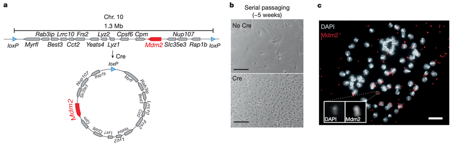 Figure | a, Schematic of the Mdm2ec allele. b, Mdm2ec/+ MEFs approximately 5 weeks after being infected with AdCre or left untreated. 