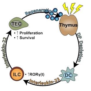 IL22 pathway in thymic recovery