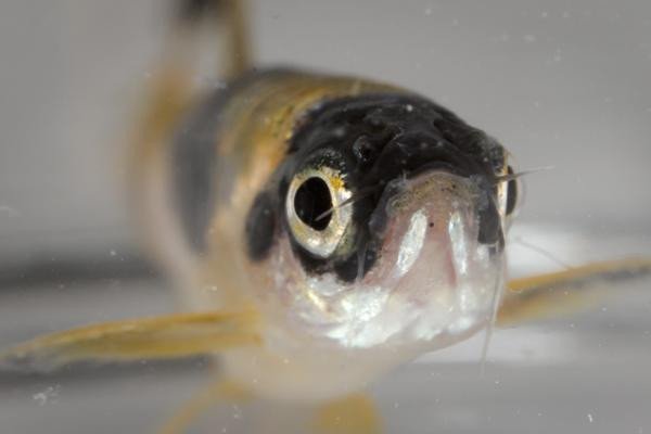 Portrait of a live zebrafish with dark patterning around and above the eyes