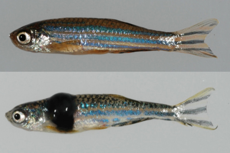 Richard Mark White: Overview | Gerstner Sloan Kettering Graduate School