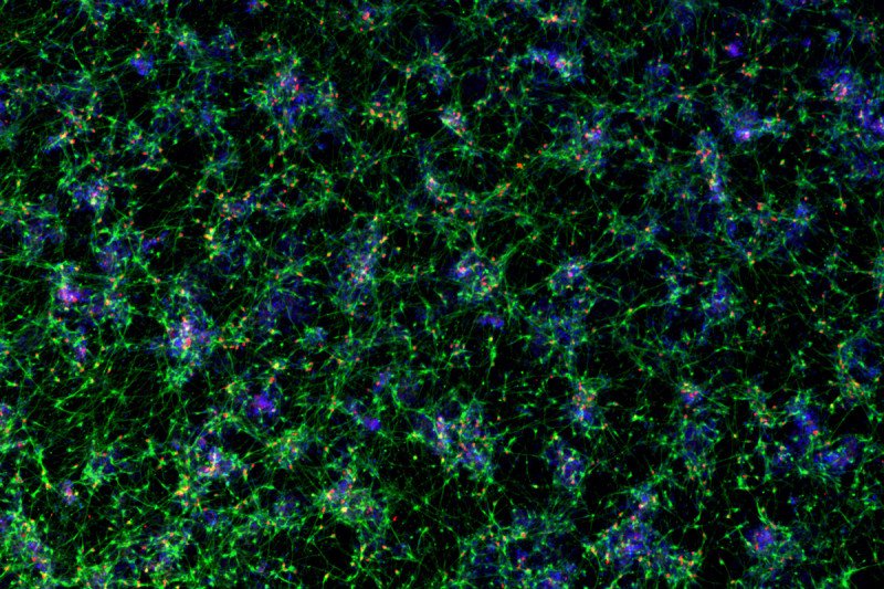 Cortical neurons derived from human pluripotent stem cells