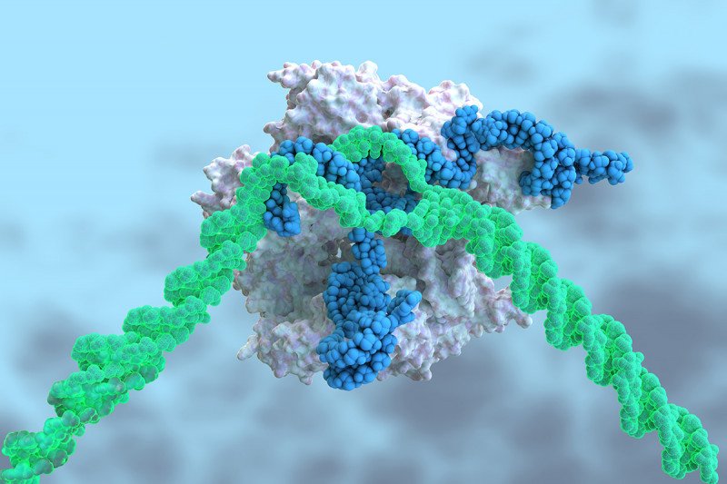 An illustration of CRISPR-Cas9
