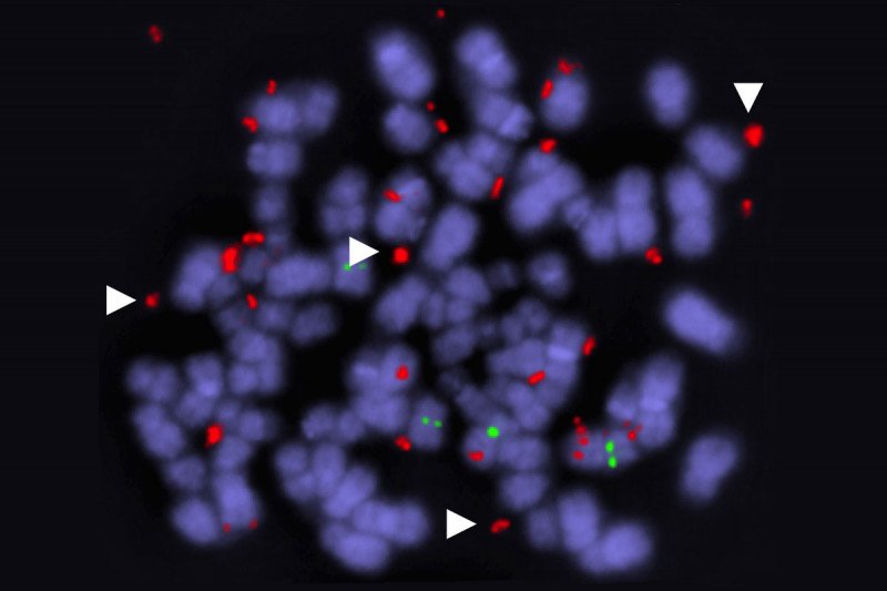 Representative image of a dividing tumor cell showing the extrachromosomal location of duplicated BRAF genes