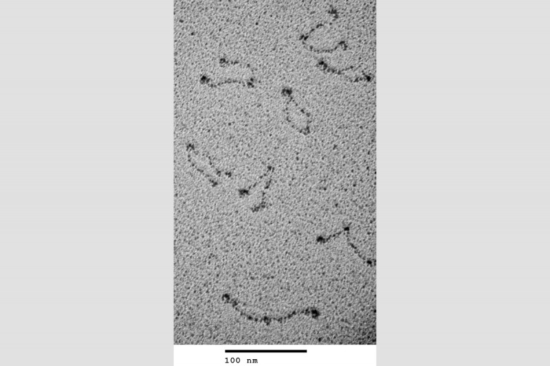 Fig. 5.  MukB molecules at 300,000-fold magnification.  MukB in high glycerol solution was air-sprayed onto freshly-cleaved mica.  The mica was then rotary shadowed with platinum and carbon and the carbon replica imaged in the transmission electron microscope.