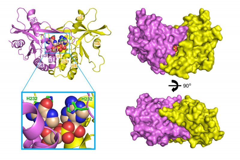 Different viewpoints of the STING pathway