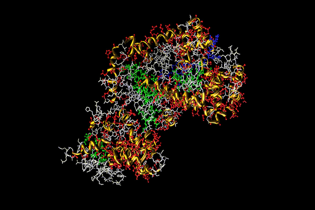 Ribbon diagram of an anthrax protein.