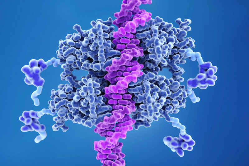illustration of the p53 protein binding to a DNA helix