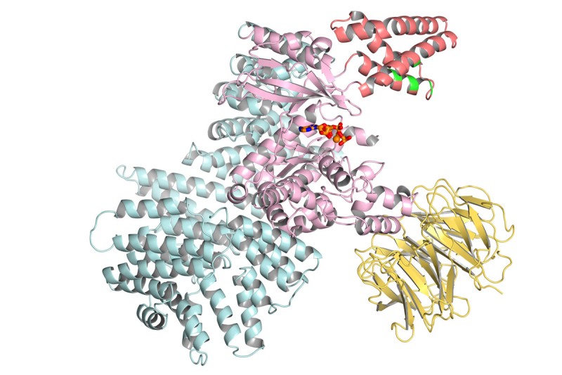 Pictured: Three-dimensional structure of the protein mTOR