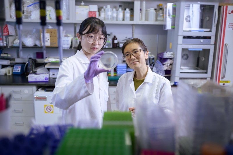 Genetic engineer and GSK faculty member Dr. Danwei Huanfu (R) with PhD student Dingyu (Daisy) Li (L). Dr. Haungfu’s lab engineers stem cells to better explore the mechanisms of human development.