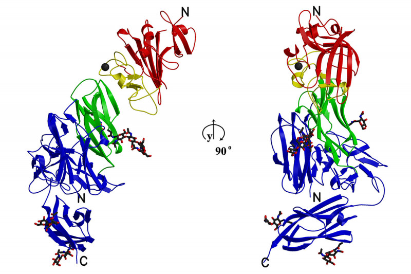 Structure of the Angiopoietin-2/Tie2 complex