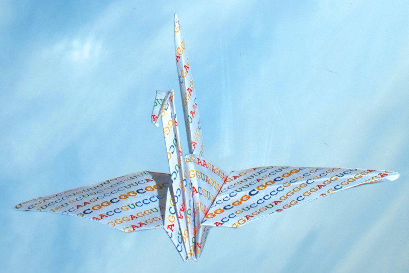 An origami crane illustrates the importance of RNA folding for regulating gene translation. The bolded sequences on the crane’s wings indicate the portion that is critical for the manufacture of many cancer-causing proteins.