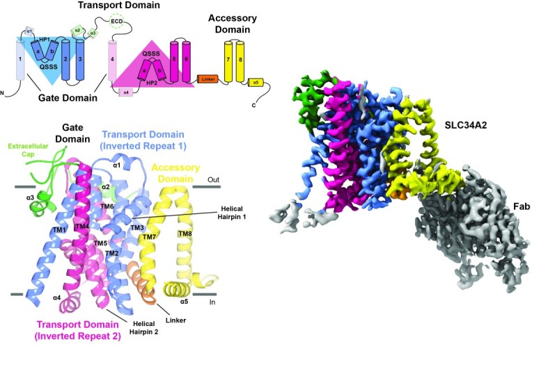SLC34A2 Structure