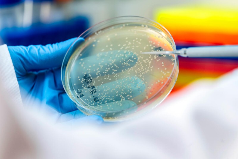 A gloved hand holds a petri dish