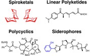 Diversity-Oriented Synthesis and Rational Drug Design for Chemical Biology and Drug Discovery Research in the Tan Laboratory