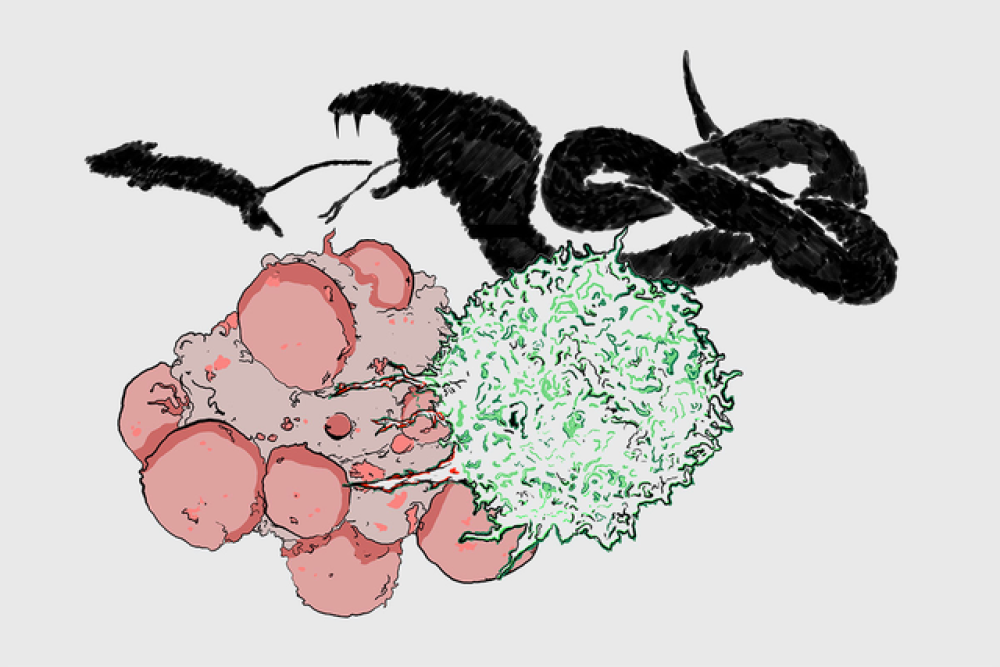 Kill A Cell How Do Immune Cells Kill Their Prey? | Gerstner Sloan Kettering ...