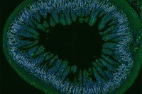 This cross section of a mouse intestine shows dividing cells (stained white) in the epithelial layer of the intestine, which lines the organ. These proliferating cells help restore intestinal tissue after damage from graft-versus-host disease (GVHD).